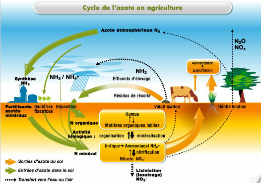 Le cycle de l'azote